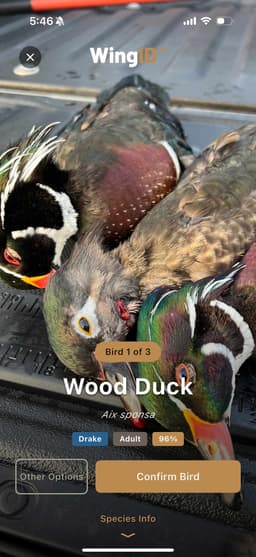 WingID — AI species identification with 96% confidence Wood Duck match